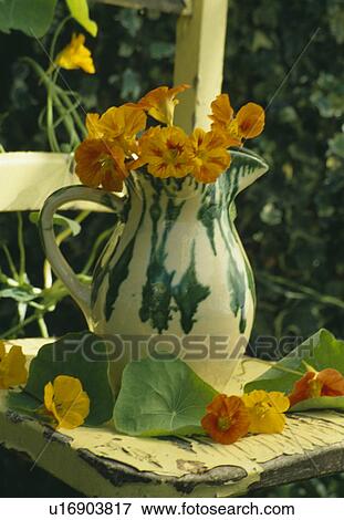 Still-Life of jug and nasturtiums View Large Photo Image Stock Photo - Still-Life of jug and nasturtiums. Fotosearch
