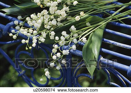 Picture - Still-Life of lilies-of-the-valley. Fotosearch