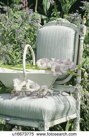 Still-Life of mauve gladioli in trug on chair View Large Photo Image Stock Photography - Still-Life of mauve gladioli in trug on chair. Fotosearch