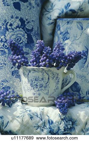 Stock Photo - Still-Life of muscari in blue+white cup. Fotosearch