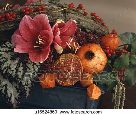 Still-life of pink amaryllis and pomegranates View Large Photo Image Stock Photo - Still-life of pink amaryllis and pomegranates. Fotosearch