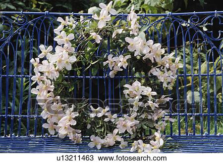 Stock Image - Still-Life of pink clematis wreath on blue bench. Fotosearch
