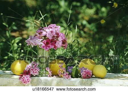 Stock Photo - Still-Life of pink geraniums and lemons. Fotosearch