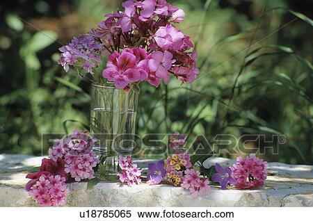 Stock Photography - Still-life of pink geraniums and verbena in glass vase. Fotosearch