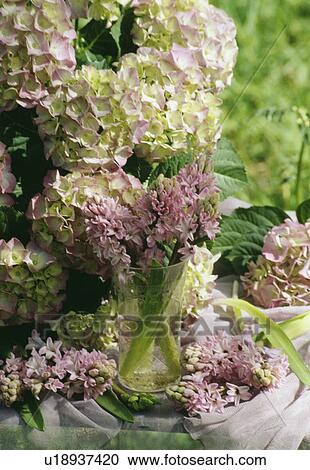 Still-Life of pink hydrangeas View Large Photo Image Stock Image - Still-Life of pink hydrangeas. Fotosearch