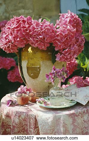 Stock Photo - Still-Life of pink hydrangeas. Fotosearch
