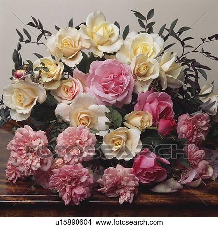 Picture - Still-Life of pink roses. Fotosearch