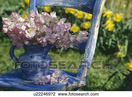 Stock Image - Still-Life of pink sweetpeas in blue jug. Fotosearch