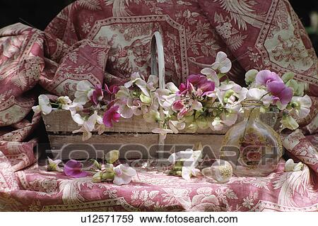 Stock Photo - Still-life of pink sweetpeas in wooden trug. Fotosearch