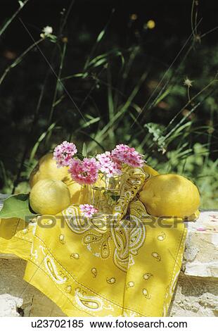 Still-Life of pink verbana and lemons with yellow fabric View Large Photo Image Stock Photography - Still-Life of pink verbana and lemons with yellow fabric. Fotosearch