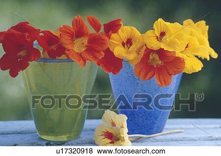Stock Photo - Still-life of red and yellow nasturtiums in blue vases. Fotosearch