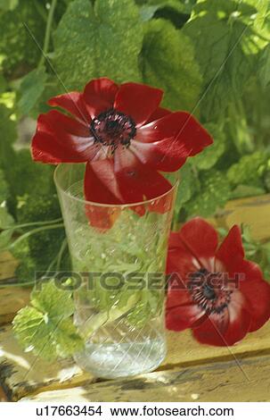 Picture - Still-Life of red anemones in glass. Fotosearch