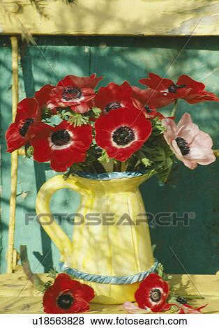 Still-Life of red anemones in yellow jug View Large Photo Image Stock Photo - Still-Life of red anemones in yellow jug. Fotosearch