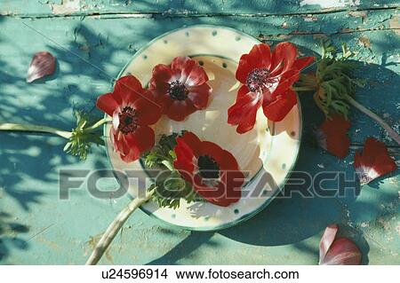 Still-Life of red anemones View Large Photo Image Picture - Still-Life of red anemones. Fotosearch