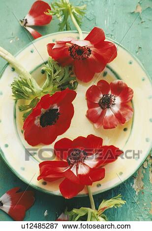 Still-Life of red anemones View Large Photo Image Stock Photo - Still-Life of red anemones. Fotosearch