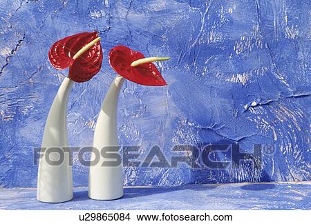 Picture - Still-life of red anthuriums and white vases. Fotosearch