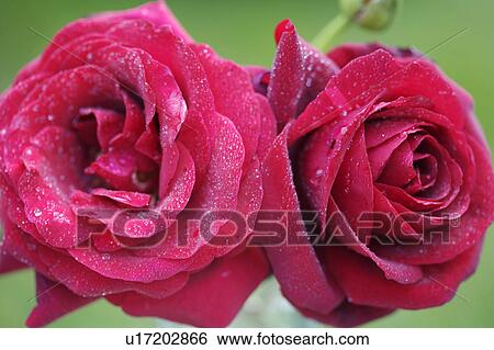 Still-life of red roses View Large Photo Image Stock Photograph - Still-life of red roses. Fotosearch