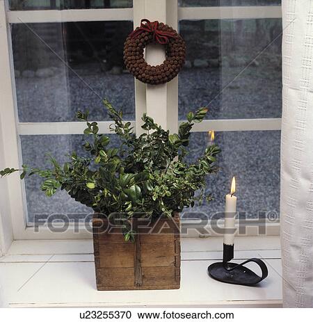 Still-Life of sarcococca leaves in wooden box View Large Photo Image Stock Image - Still-Life of sarcococca leaves in wooden box. Fotosearch