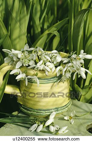 Stock Photography - Still-Life of snowdrops in cup. Fotosearch