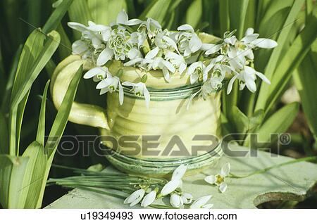 Stock Image - Still-Life of snowdrops. Fotosearch