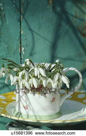 Stock Photograph - Still-Life of snowdrops. Fotosearch
