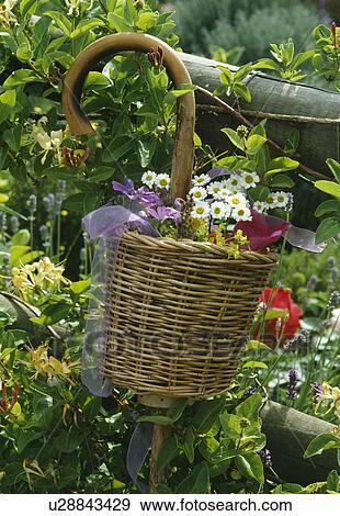 Stock Photo - Still-Life of summer flowers and basket. Fotosearch