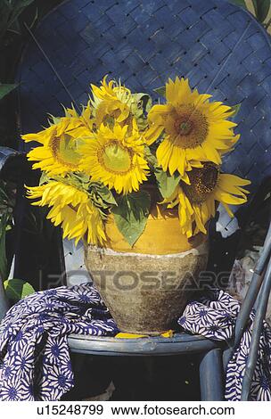Still-life of sunflowers in vase View Large Photo Image Stock Photo - Still-life of sunflowers in vase. Fotosearch