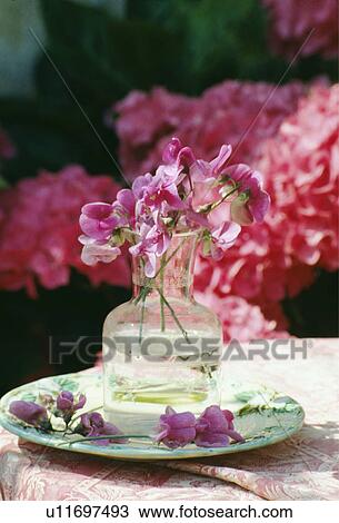 Stock Image - Still-Life of sweetpeas. Fotosearch
