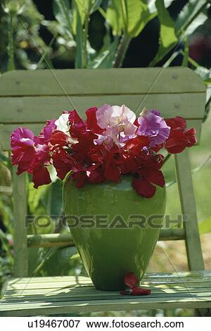 Stock Photo - Still-Life of sweetpeas. Fotosearch
