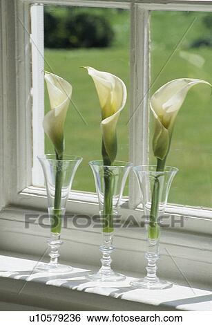 Stock Photograph - Still-Life of white calla lilies in glass vases. Fotosearch