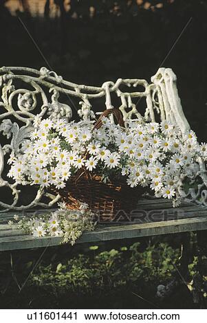 Stock Image - Still-Life of white daisies in basket. Fotosearch