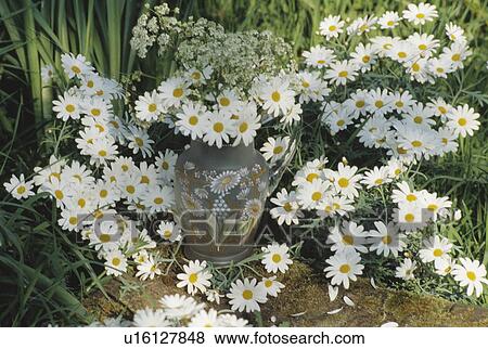 Still-Life of white daisies View Large Photo Image Stock Photo - Still-Life of white daisies. Fotosearch