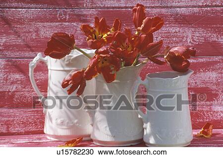 Still-Life of white jugs and red tulips View Large Photo Image Stock Image - Still-Life of white jugs and red tulips. Fotosearch