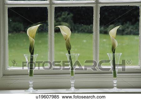 Stock Photography - Still-Life of white lilies in glass vases. Fotosearch