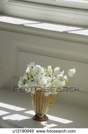 Still-Life of white sweetpeas in vase View Large Photo Image Stock Photo - Still-Life of white sweetpeas in vase. Fotosearch