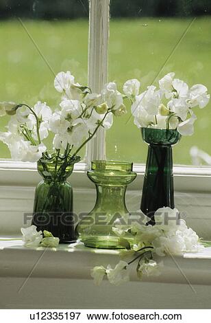 Still-Life of white sweetpeas in vase View Large Photo Image Stock Photo - Still-Life of white sweetpeas in vase. Fotosearch