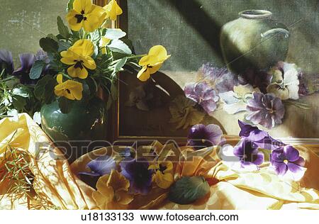 Stock Image - Still-life of yellow and purple pansies. Fotosearch