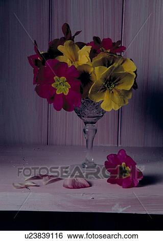 Stock Photograph - Still-Life of yellow and red primroses in wineglass. Fotosearch
