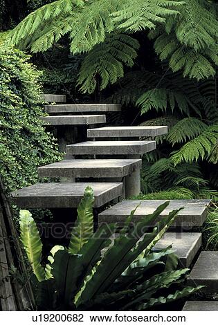 Stock Image -  Stone steps flanked with hart's tongue fern and tree ferns.. Fotosearch