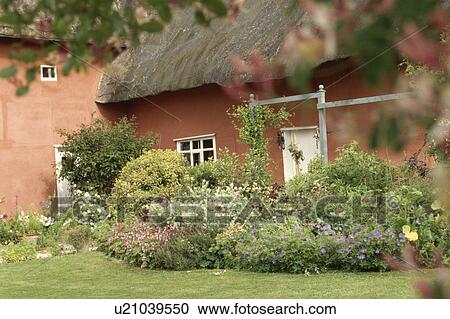 Stock Image - Summer flowering garden border in front of thatched terracotta cottage. Fotosearch