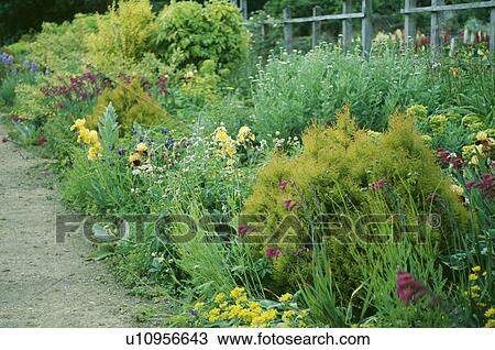 Summer garden border with yellow iris View Large Photo Image Stock Image - Summer garden border with yellow iris. Fotosearch