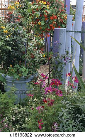 Summer garden with blue painted pots and fencing. View Large Photo Image Stock Image - Summer garden with blue painted pots and fencing.. Fotosearch