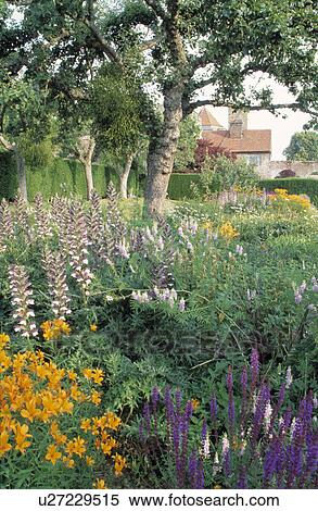 Summer herbaceous border with day lillies, salvia and acanthus. View Large Photo Image Stock Photography - Summer herbaceous border with day lillies, salvia and acanthus.. Fotosearch