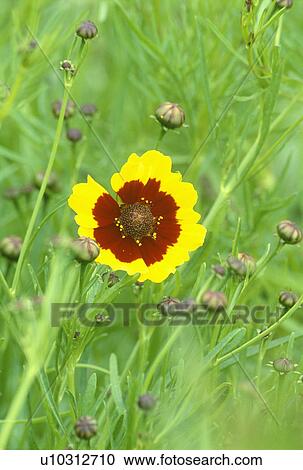 summer, tickseed, yellow, annuals, coreopsis tinctoria, plants View Large Photo Image Stock Image - summer, tickseed, yellow, annuals, coreopsis tinctoria, plants. Fotosearch