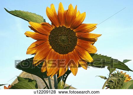 summer, yellow, annuals, helianthus annuus, plants View Large Photo Image Stock Photo - summer, yellow, annuals, helianthus annuus, plants. Fotosearch