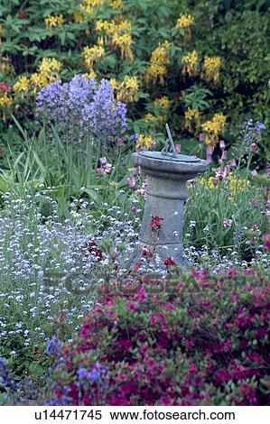 Stock Photography - Sundial and myosotis with yellow azalea in border in country garden in spring. Fotosearch