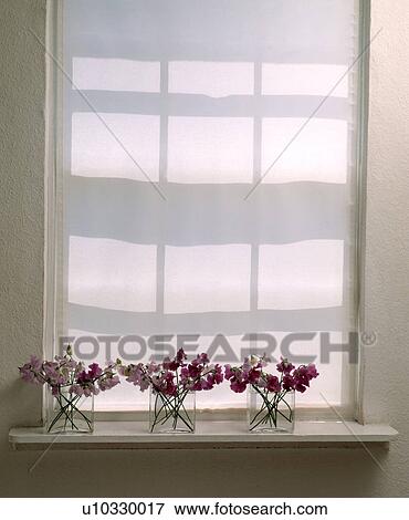 Sweetpeas arranged in three square glass vases in front of white roller blind. View Large Photo Image Stock Photo - Sweetpeas arranged in three square glass vases in front of white roller blind.. Fotosearch