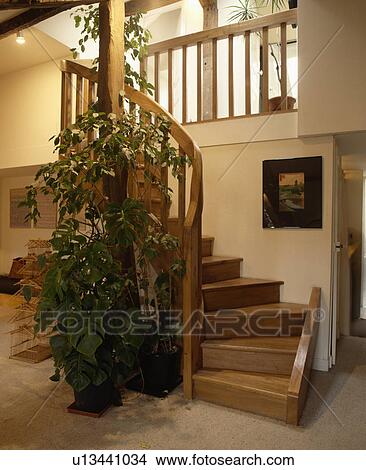 Tall houseplant beside wooden staircase in eighties traditional hall View Large Photo Image Picture - Tall houseplant beside wooden staircase in eighties traditional hall. Fotosearch