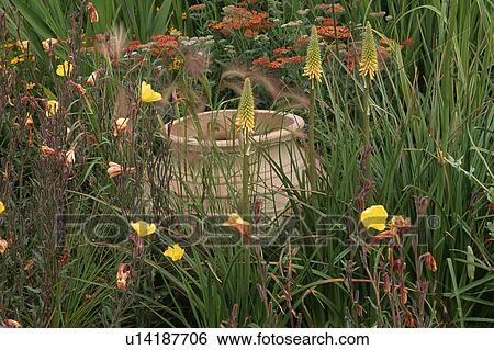 Stock Photograph - Terracotta pot and yellow kniphofia in garden in summer. Fotosearch
