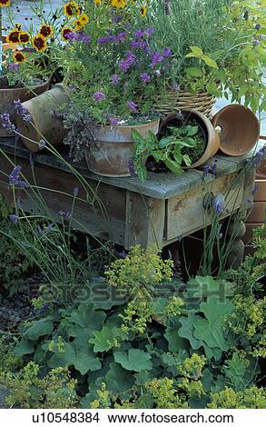 Terracotta pots in summer garden border View Large Photo Image Picture - Terracotta pots in summer garden border. Fotosearch